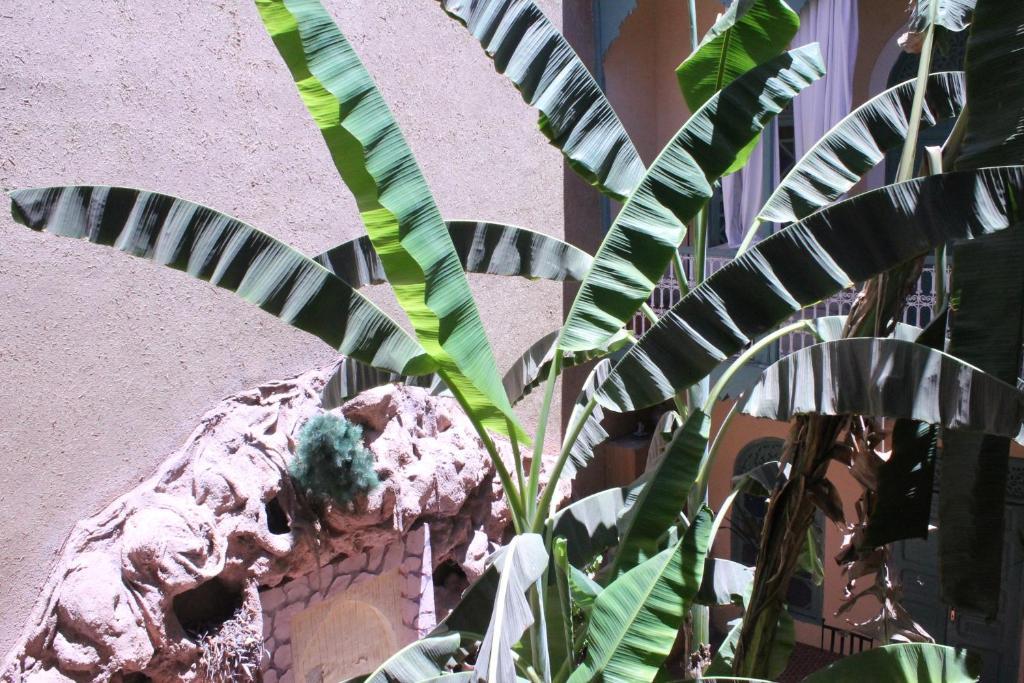 Riad Dar Mchicha مراكش المظهر الخارجي الصورة