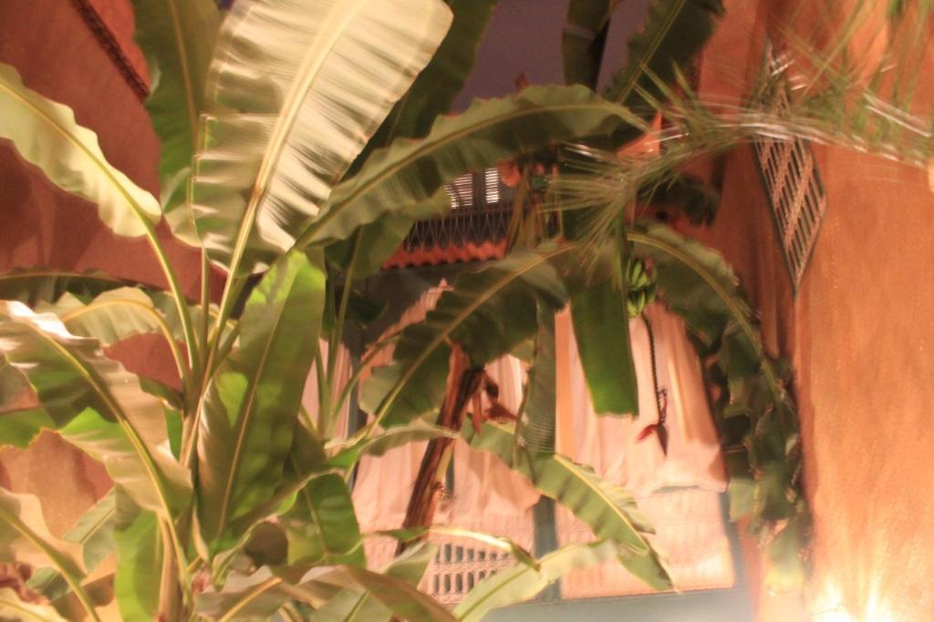 Riad Dar Mchicha مراكش المظهر الخارجي الصورة